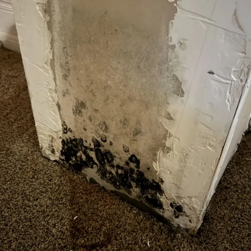 Professional Mold Removal in Middletown, PA